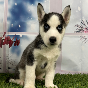 Siberian Husky Puppy Violet