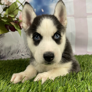 Siberian Husky Puppy Violet