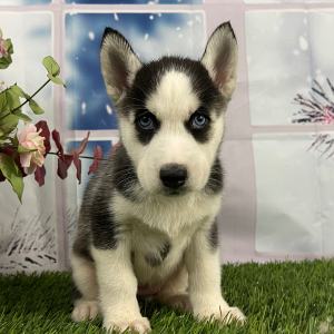 Siberian Husky Puppy Violet