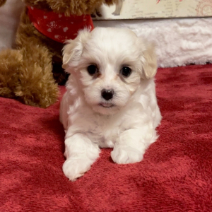 Maltipoo Puppy Makayla
