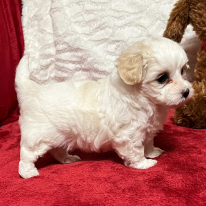 Maltipoo Puppy Makayla