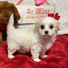 Maltipoo Puppy Makayla