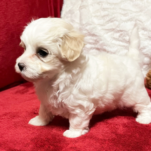 Maltipoo Puppy Makayla