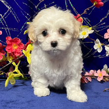 Maltipoo Puppy Makayla