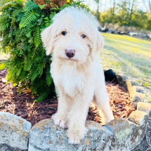 Labradoodle Puppy Wilson