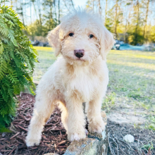 Labradoodle Puppy Wilson