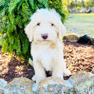 Labradoodle Puppy Wilson