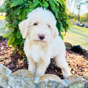 Labradoodle Puppy Wilson