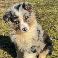 Australian Shepherd Puppy Whiskey Myers Two O