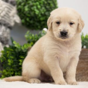 Golden Retriever Puppy Boone