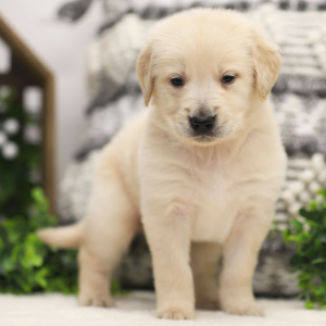 Golden Retriever Puppy Boone