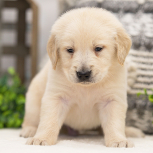Golden Retriever Puppy Boone