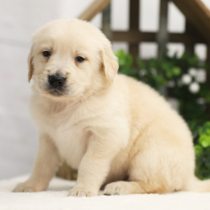 Golden Retriever Puppy Boone