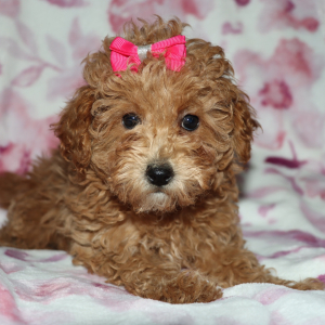 Poodle Puppy Daizy