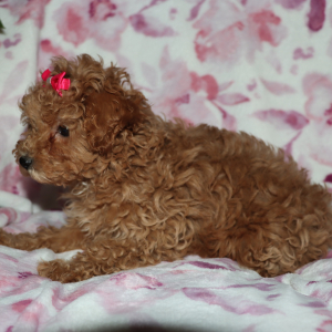 Poodle Puppy Daizy