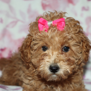 Poodle Puppy Daizy