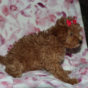 Poodle Puppy Daizy
