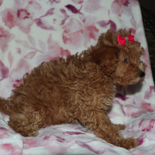 Poodle Puppy Daizy