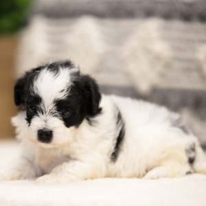 Maltipoo Puppy Levi