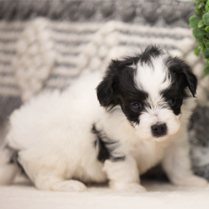 Maltipoo Puppy Levi