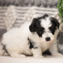 Maltipoo Puppy Levi