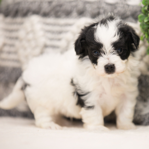 Maltipoo Puppy Levi