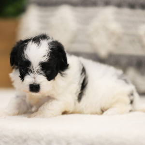 Maltipoo Puppy Levi