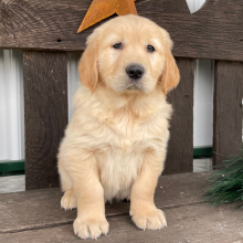 Golden Retriever Puppy Jamie