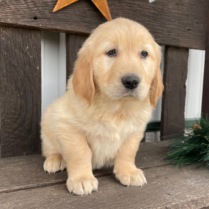 Golden Retriever Puppy Jamie