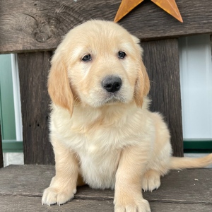 Golden Retriever Puppy Jamie