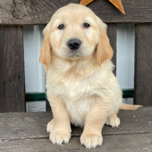 Golden Retriever Puppy Jamie