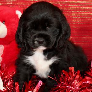 Cocker Spaniel Puppy Star
