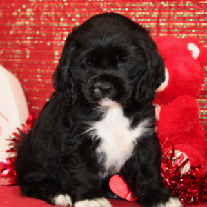 Cocker Spaniel Puppy Star