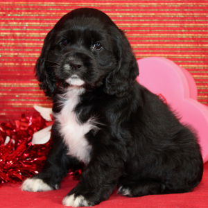 Cocker Spaniel Puppy Star