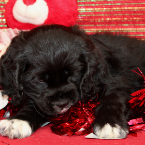 Cocker Spaniel Puppy Star