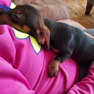 Dachshund Puppy Lucy