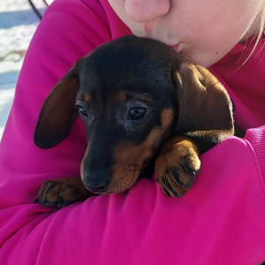 Dachshund Puppy Lucy