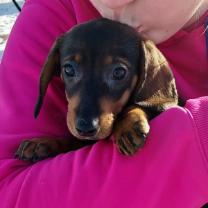 Dachshund Puppy Lucy