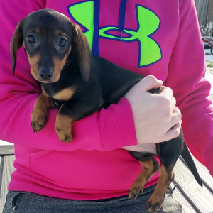 Dachshund Puppy Lucy