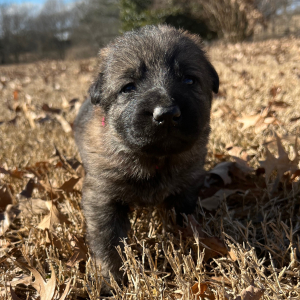 German Shepherd Dog Puppy Ruby