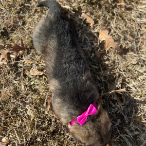 German Shepherd Dog Puppy Ruby