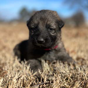 German Shepherd Dog Puppy Ruby