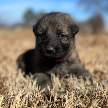 German Shepherd Dog Puppy Ruby