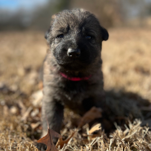 German Shepherd Dog Puppy Ruby