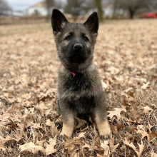 German Shepherd Dog Puppy Ruby