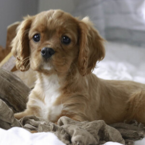 Cavalier King Charles Spaniel Puppy Samuel