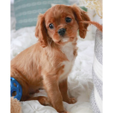 Cavalier King Charles Spaniel Puppy Samuel