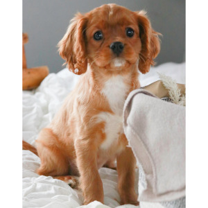 Cavalier King Charles Spaniel Puppy Samuel