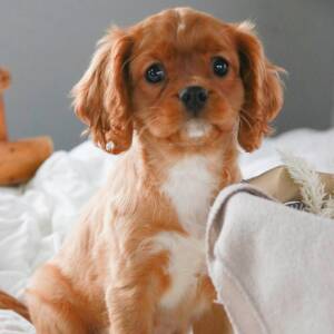Cavalier King Charles Spaniel Puppy Samuel