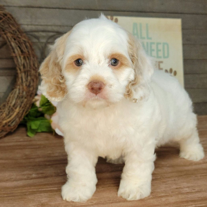 Cockapoo Puppy Clyde